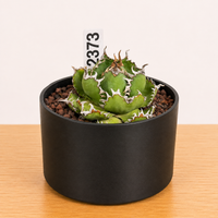 WYSIWYG - Rare Succulent – Agave Titanota Filigree - 2373