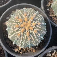 Rare Cactus, Astrophytum Asterias Super Kabuto