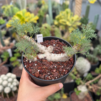 WYSIWYG - Rare Cactus – Monsonia Peniculina 2410