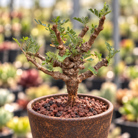 WYSIWYG - Rare Senna Meridionalis, Bonsai Succulent Tree 2300, Old Stem 