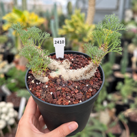 WYSIWYG - Rare Cactus – Monsonia Peniculina 2410