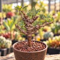 WYSIWYG - Rare Senna Meridionalis, Bonsai Succulent Tree 2300, Old Stem 