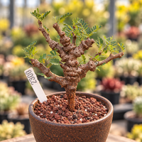 WYSIWYG - Rare Senna Meridionalis, Bonsai Succulent Tree 2300, Old Stem 
