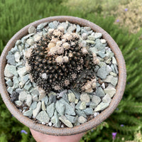 Rare Cactus - Copiapoa Tenuissima cv. Fred (own roots)