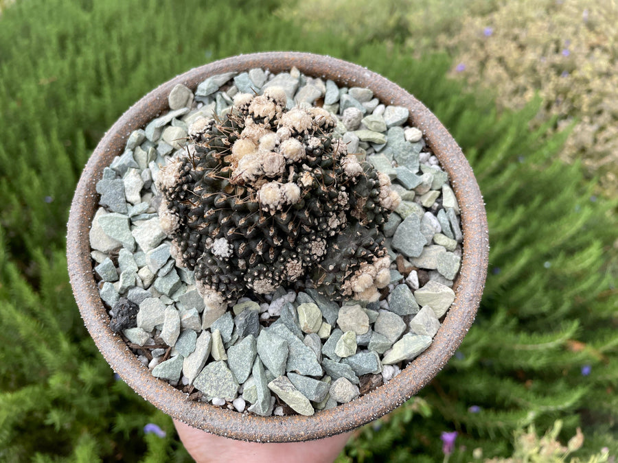 Rare Cactus - Copiapoa Tenuissima cv. Fred (own roots)