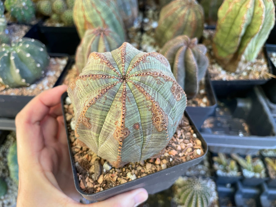 Rare Euphorbia- Euphorbia Obesa old