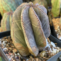 Rare Euphorbia- Euphorbia Obesa old