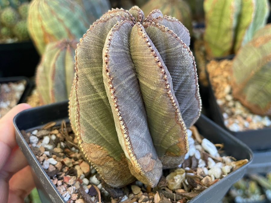 Rare Euphorbia- Euphorbia Obesa old