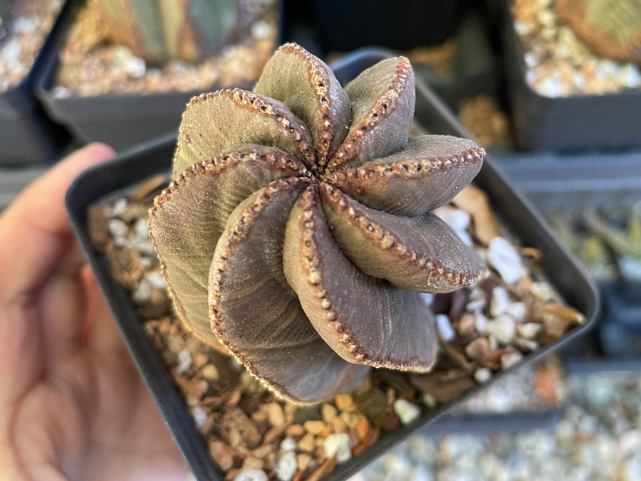 Rare Euphorbia- Euphorbia Obesa old