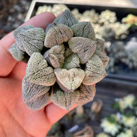 Rare Succulents - Haworthia Pygmaea var. Pygmaea (1.5"-2")