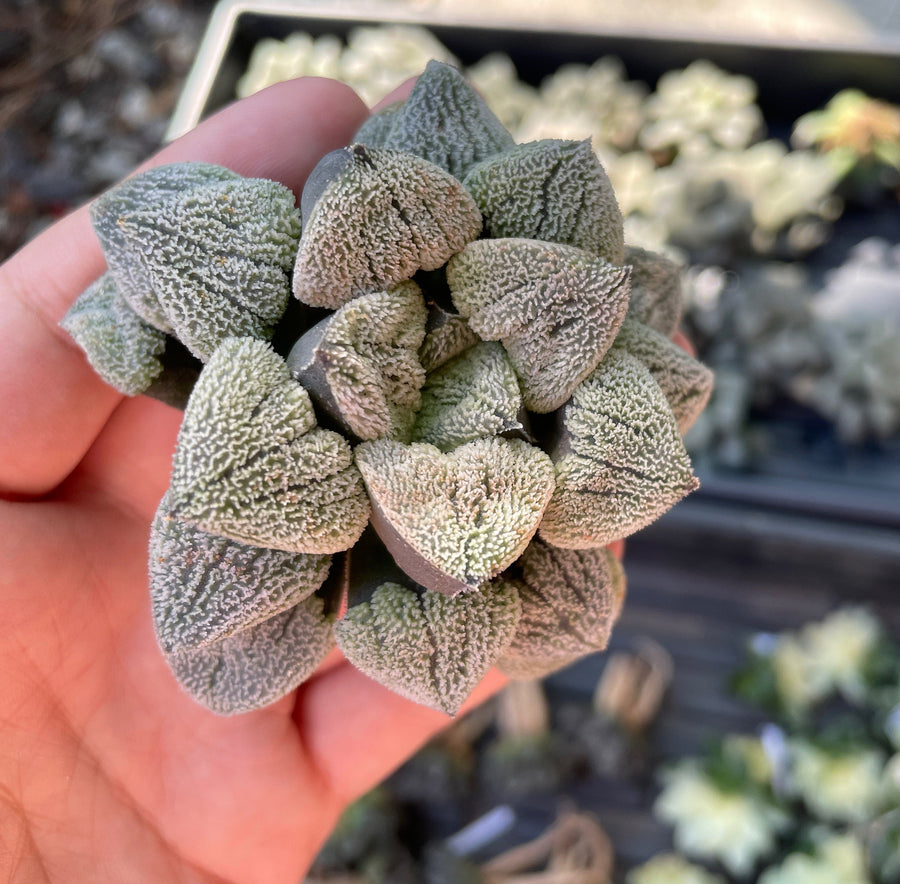 Rare Succulents - Haworthia Pygmaea var. Pygmaea (1.5