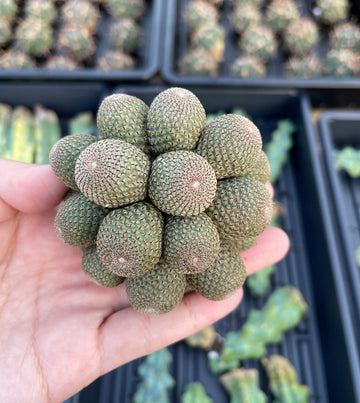 Rare Cactus - Rebutia Heliosa cluster