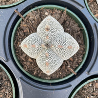 Rare Cactus - Astrophytum Onzuka (2.5”-3”)