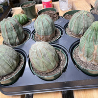 Rare Euphorbia- Euphorbia Obesa old