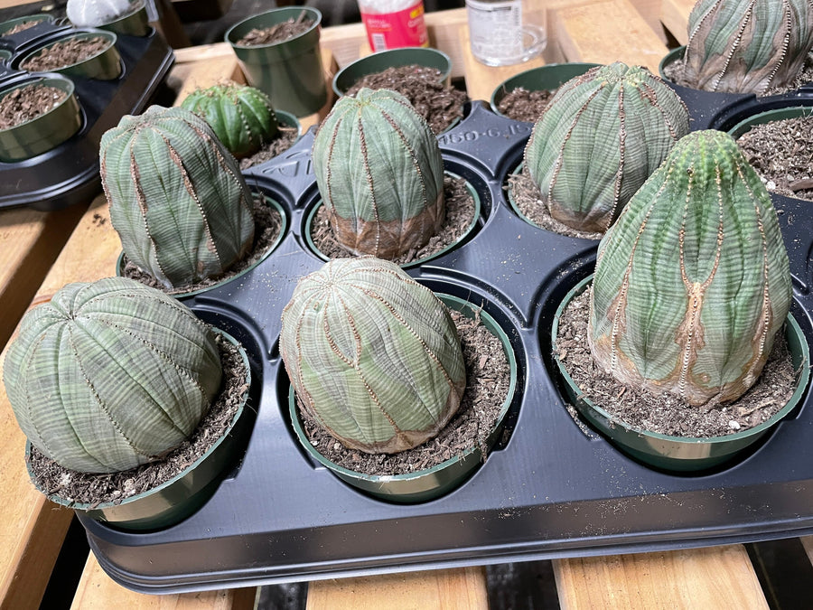 Rare Euphorbia- Euphorbia Obesa old