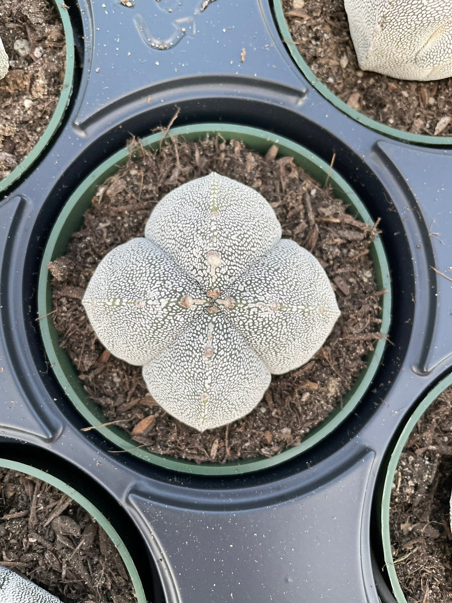 Rare Cactus - Astrophytum Onzuka (2.5”-3”)