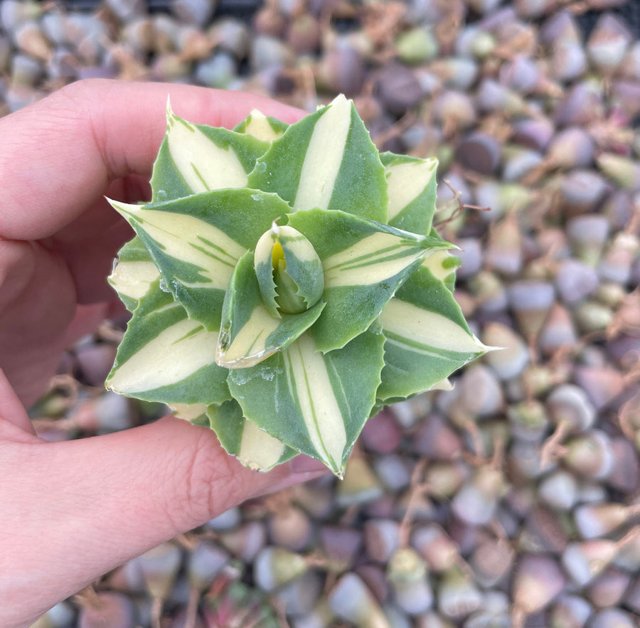 Rare Agave - Agave Potatorum Zuccarini var. verschaffeltii Shoji-Raijin cv. Mediopicta