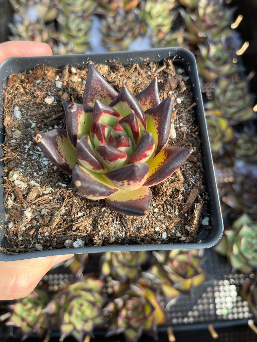 Rare Succulents - Echeveria Agavoides Ebony (2.5