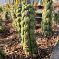 Rare Cactus - Eulychnia Castanea cv. varispiralis