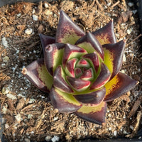 Rare Succulents - Echeveria Agavoides Ebony (2.5"-3")