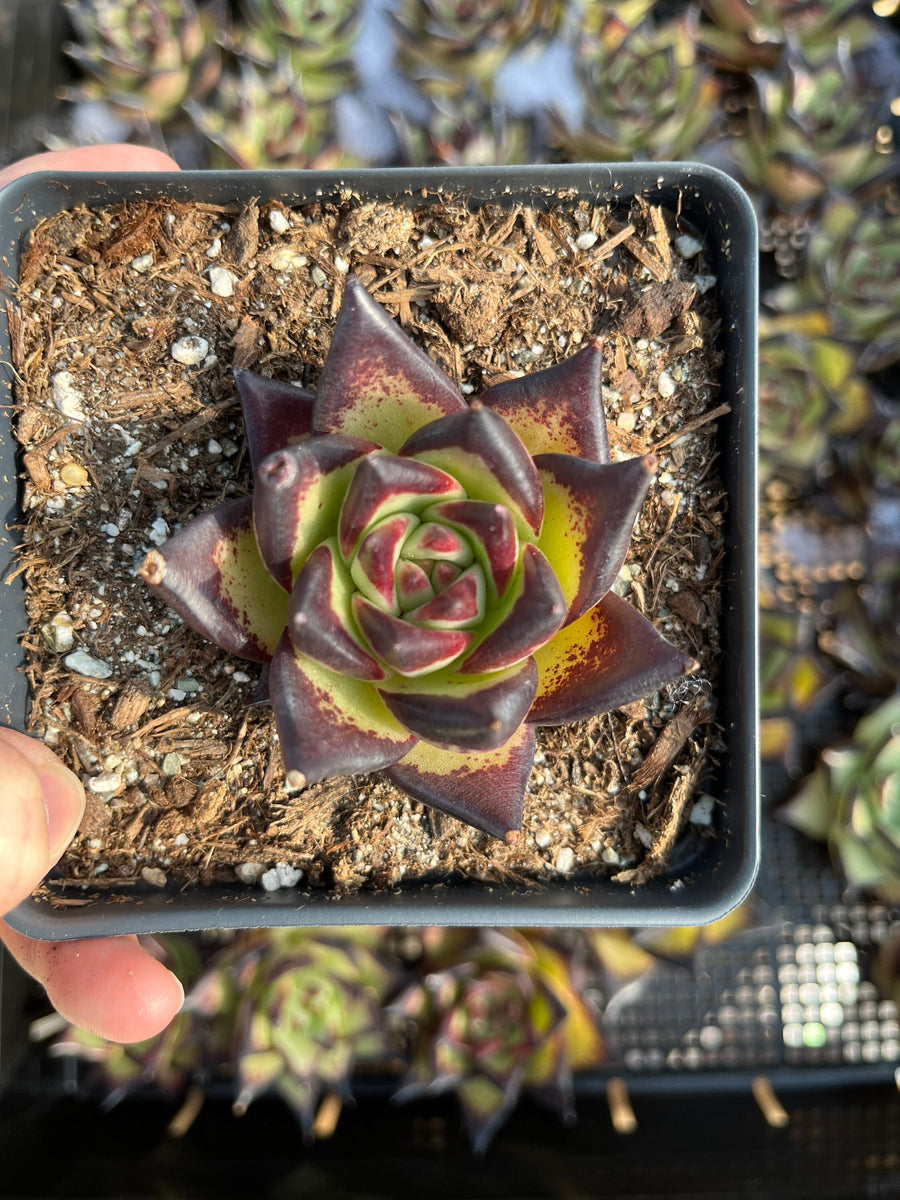 Rare Succulents - Echeveria Agavoides Ebony (2.5