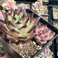 Rare Succulents - Echeveria Agavoides combo