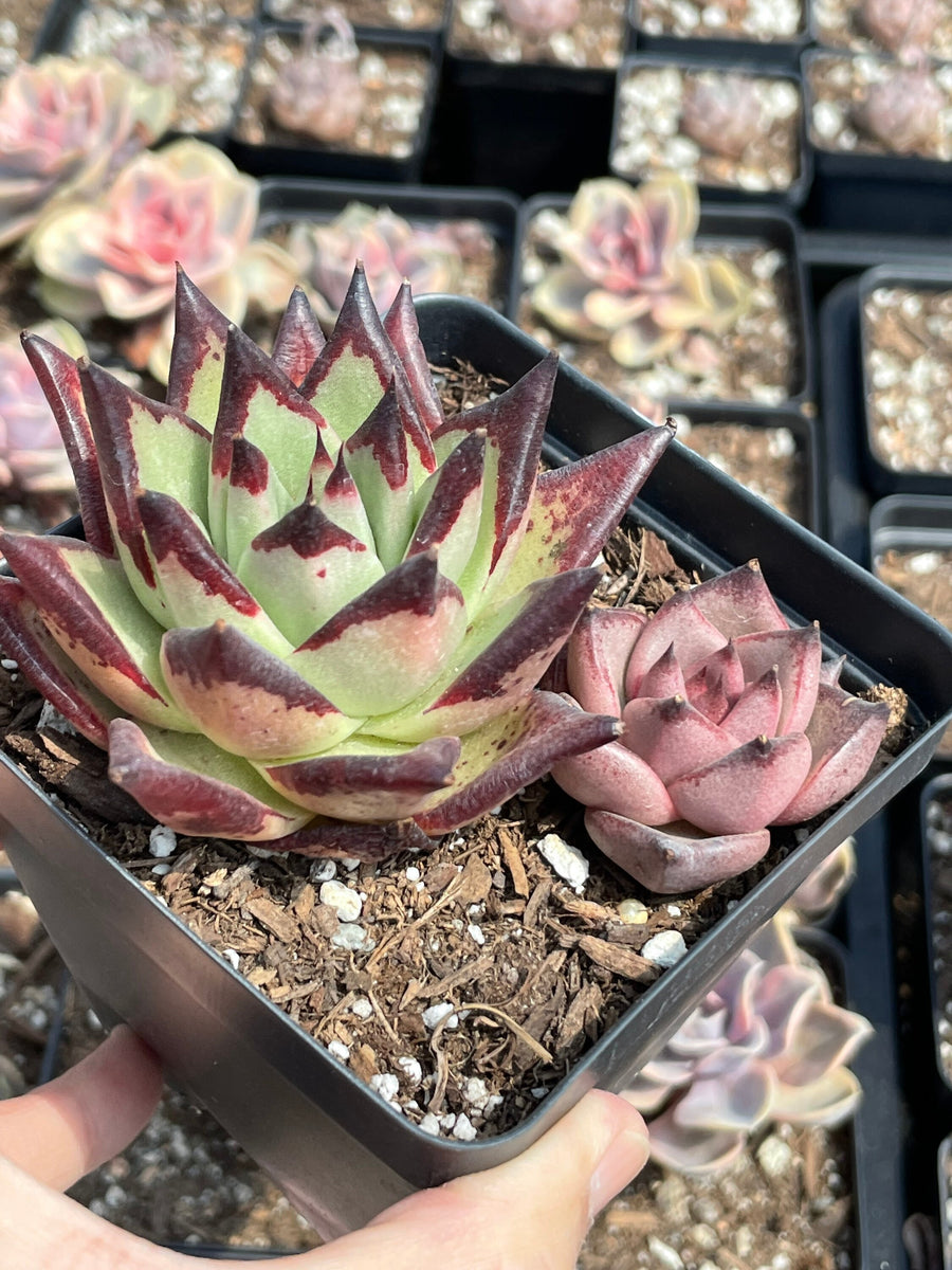 Rare Succulents - Echeveria Agavoides combo