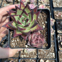 Rare Succulents - Echeveria Agavoides combo