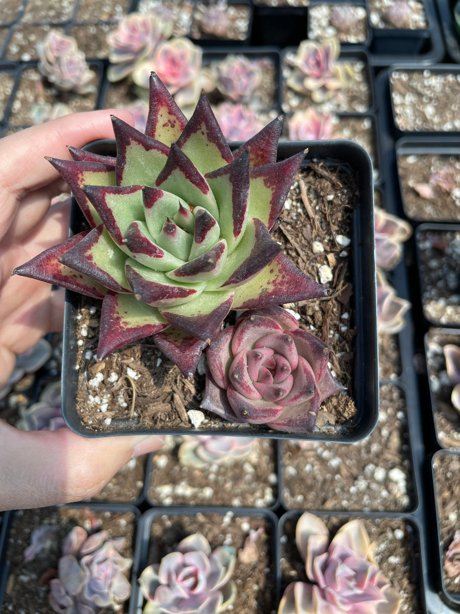 Rare Succulents - Echeveria Agavoides combo