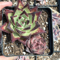 Rare Succulents - Echeveria Agavoides combo