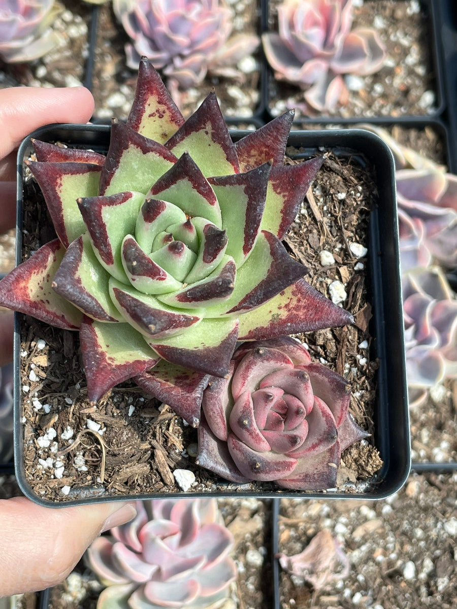 Rare Succulents - Echeveria Agavoides combo