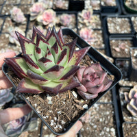 Rare Succulents - Echeveria Agavoides combo