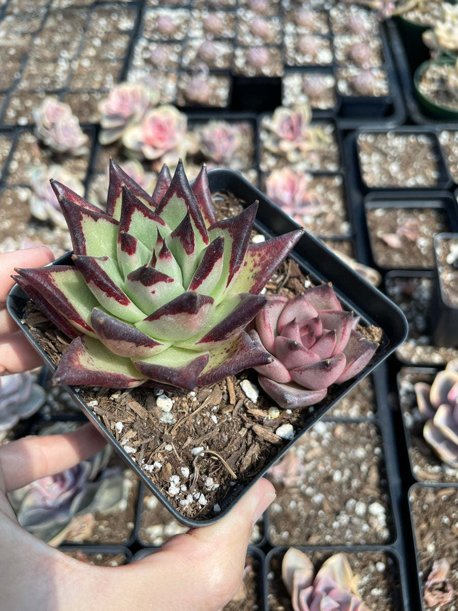 Rare Succulents - Echeveria Agavoides combo