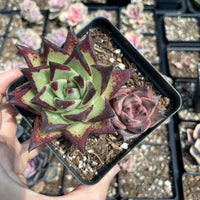 Rare Succulents - Echeveria Agavoides combo