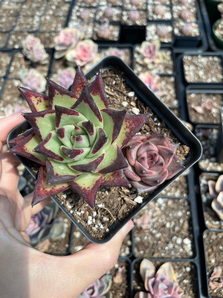 Rare Succulents - Echeveria Agavoides combo