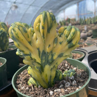 Rare Cactus - Myrtillocactus Geometrizans Crested var. Fred variegata