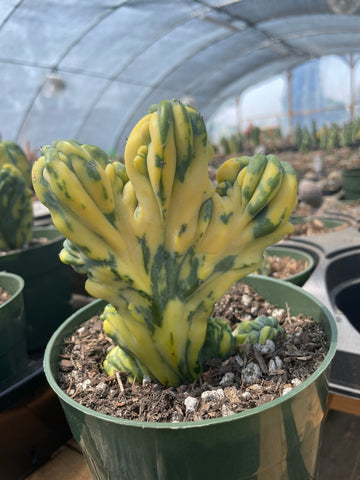 Rare Cactus - Myrtillocactus Geometrizans Crested var. Fred variegata