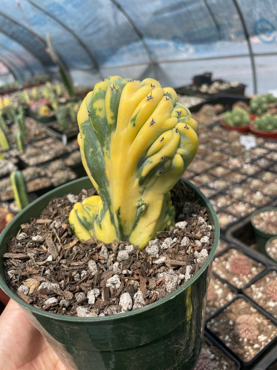 Rare Cactus - Myrtillocactus Geometrizans Crested var. Fred variegata