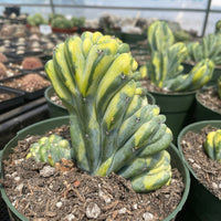 Rare Cactus - Myrtillocactus Geometrizans Crested var. Fred variegata