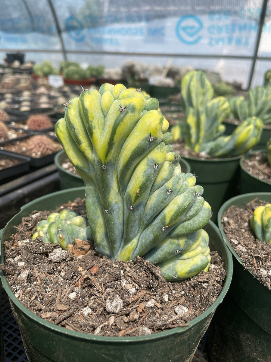 Rare Cactus - Myrtillocactus Geometrizans Crested var. Fred variegata