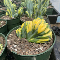 Rare Cactus - Myrtillocactus Geometrizans Crested var. Fred variegata