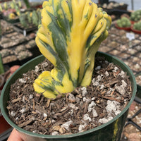 Rare Cactus - Myrtillocactus Geometrizans Crested var. Fred variegata