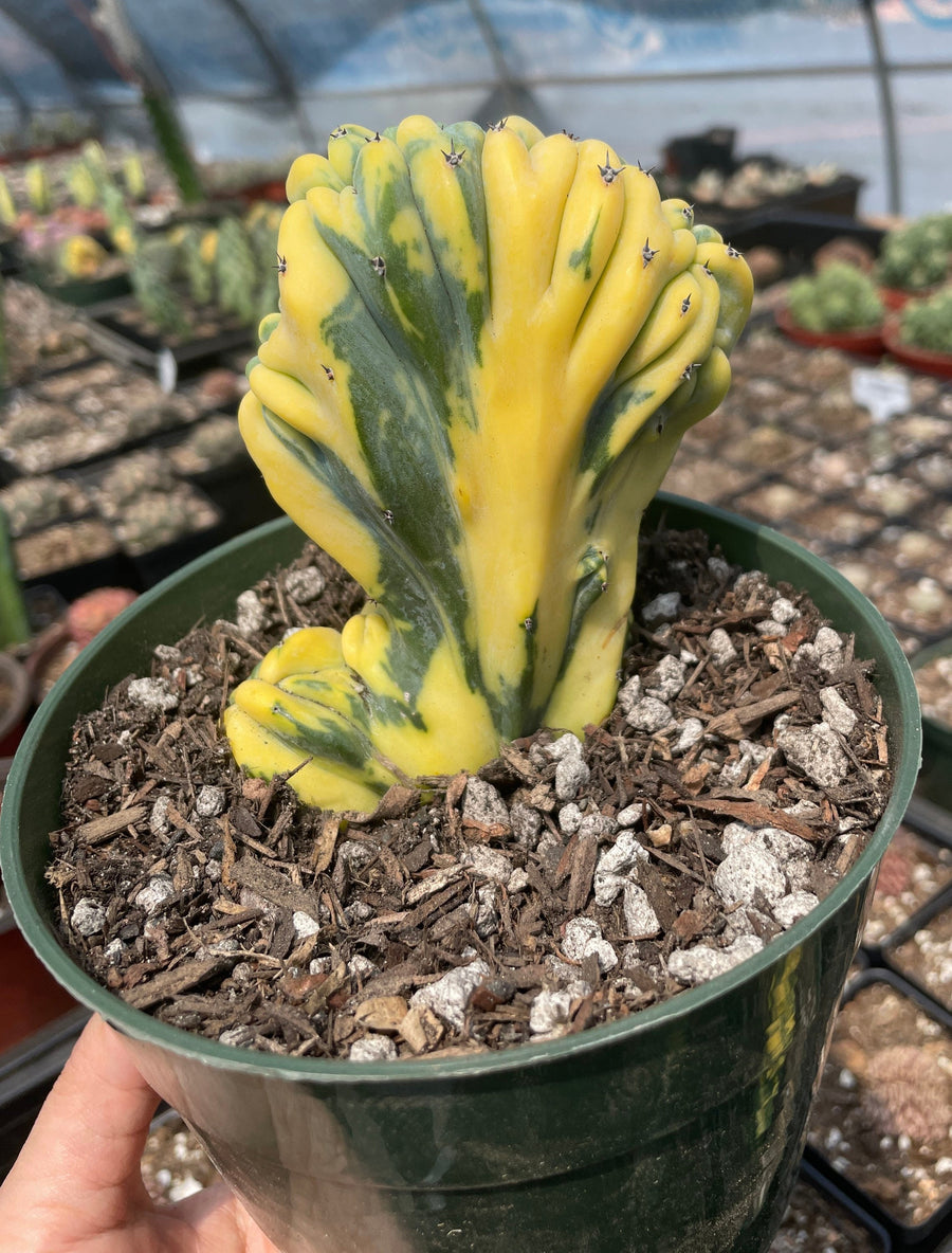 Rare Cactus - Myrtillocactus Geometrizans Crested var. Fred variegata