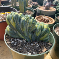 Rare Cactus - Myrtillocactus Geometrizans Crested var. Fred variegata