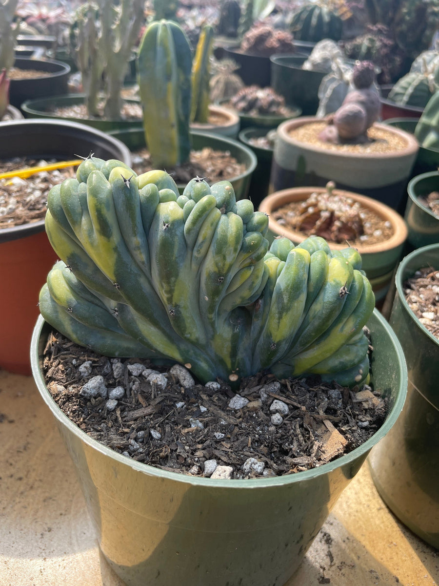 Rare Cactus - Myrtillocactus Geometrizans Crested var. Fred variegata