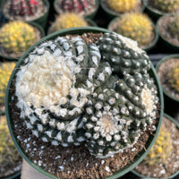 Rare Cactus - Copiapoa Tenuissima cv. Fred (own roots)