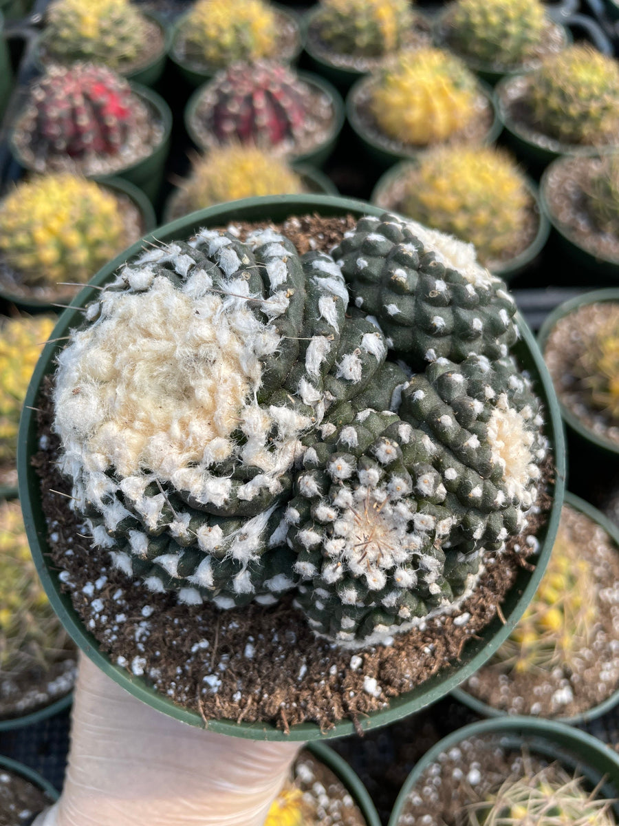 Rare Cactus - Copiapoa Tenuissima cv. Fred (own roots)