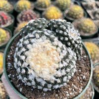 Rare Cactus - Copiapoa Tenuissima cv. Fred (own roots)