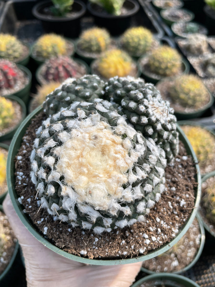 Rare Cactus - Copiapoa Tenuissima cv. Fred (own roots)