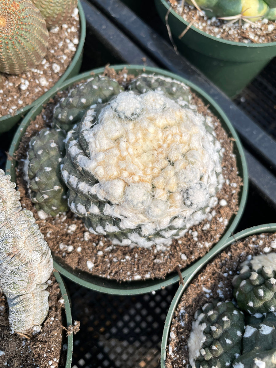 Rare Cactus - Copiapoa Tenuissima cv. Fred (own roots)